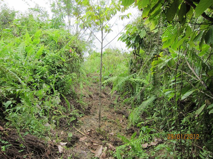 Planting line (4).JPG